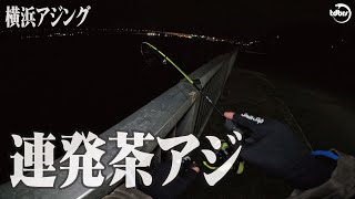 茶アジを狂わせるイカワーム【東京横浜海釣り】【アジング】 [upl. by Llien]