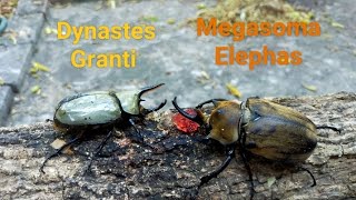 Dynastes Granti 72mm vs Megasoma Elephas 88mm Rhinoceros beetle battle insect fight [upl. by Eioj]