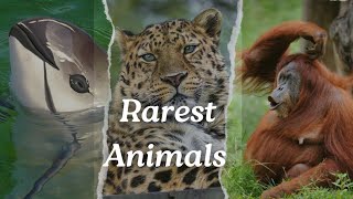 7 Rarest Animals Around The World Javan RhinoAmur Leopard [upl. by Ezara]