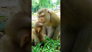 What Does Baby Smell Like Adorable baby monkey Lexi cute babyanimal babymongkey [upl. by Geraldina848]