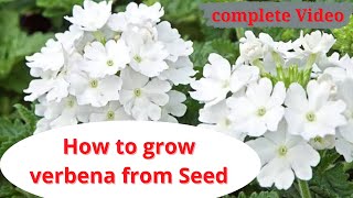 how to grow verbena from seed  complete details  tips amp care verbina [upl. by Kelly337]