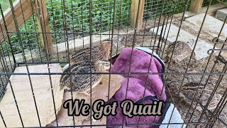 We Got Quail [upl. by Ihsar]