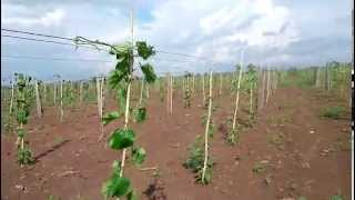 Sacha Inch Plant Farm  Sachi Inchi Cambodia Plukenetia volubilis1 [upl. by Tav]