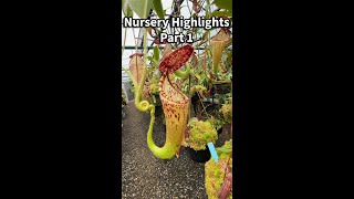 Nursery Highlights – Part 1 [upl. by Lonyer]