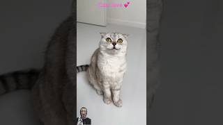 Cat listens to relaxing music 🥰❤️cats cat shots animals [upl. by Kirbee]