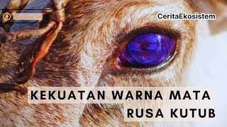 SAAT MATA RUSA KUTUB BERUBAH WARNA  Ala Reindeer [upl. by Notsniw739]