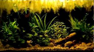 Low tech aquarium 200l [upl. by Iadahs]