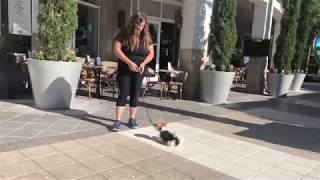 Tori  Biewer Yorkie  Training Downtown St Pete [upl. by Smallman783]