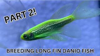 How to Breed Danio Fish Part 2 Step by Step From Breeding to Having Danio Fry [upl. by Owain95]