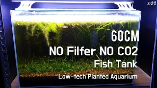 Non Filter Aquarium Tutorial  Korean Betta Aquarium How To Non filter CO2 Planted Tank [upl. by Nannette789]