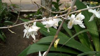 Wonderful Blooming Pigeon Orchid In My Garden [upl. by Tom279]