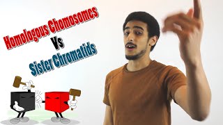 Homologous chromosomes Vs Sister Chromatids شرح بالعربي [upl. by Adeirf448]