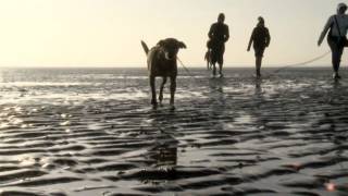 Destination Germany Walking the North Sea Mudflats [upl. by Anailuj805]