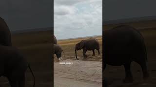 October 29 2024 Amboseli national park JUMBOS [upl. by Ahsat]