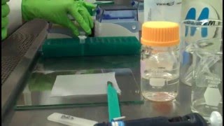 In Gel Digestion Video Part 1 [upl. by Vernon]