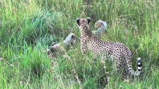 Malaika chasing impala faon for her cubs [upl. by Leith]