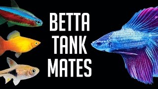 Compatible Tank Mates for Betta Fish [upl. by Orel]