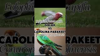 Galahmy favourite birdvs other parrots [upl. by Ytsihc282]