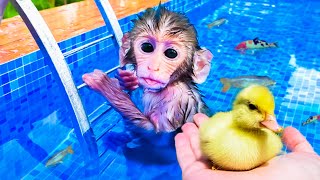 MACACO BEBÊ NADANDO com PATO e PEIXES na PISCINA [upl. by Wrennie]