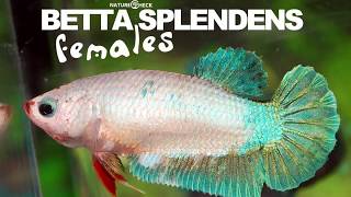 Hochzucht Betta Splendens Weibchen [upl. by Isidor804]