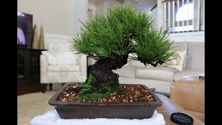 Japanese Mikawa Black Pine Bonsai Tree [upl. by Oneladgam]