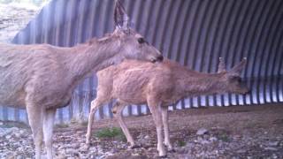 Caltrans News Flash 95  Watch Out for Wildlife Week [upl. by Epuladaug]