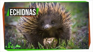 Why Echidnas Are Evolutionary Misfits [upl. by Euqnomod]