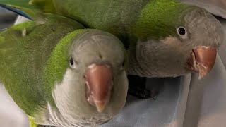 Amazing Quaker Parrots Talking to Each Other and Singing Together [upl. by Nnahs]