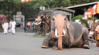 මට බැ නැගිටින්න සුදු ඇතාගේ කෝළම බලන්නකෝ  Kandula  Kandy Esala Perahera [upl. by Akkimat]