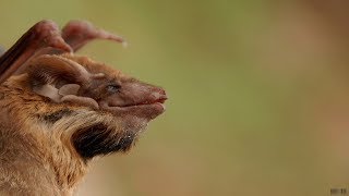 8 Species of Bats Family Found in India [upl. by Gninnahc]