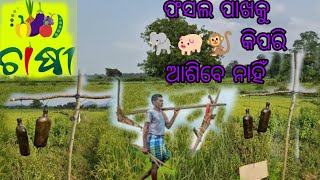 Dhana fasala ki pari pasunka thu banchaebee viralvideo chase odishafarmer odisha [upl. by Ilzel715]