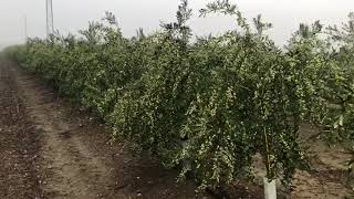 Plantacion de Olivar Superintensivo variedad Arbosana de Agromillora [upl. by Atinhoj]