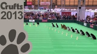 Obedience Dog Championships  Day 3  Stay Tests  Crufts 2013 [upl. by Aicercul]