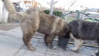 Caucasian Shepherd dogs  Canu amp Chagaev [upl. by Tatia]