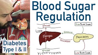 Blood Sugar Regulation  Pancreas Liver Type 1 Diabetes Type 2 Diabetes [upl. by Etnomal]