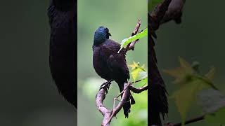 Common grackle and great tailed grackle shorts [upl. by Rosalba487]