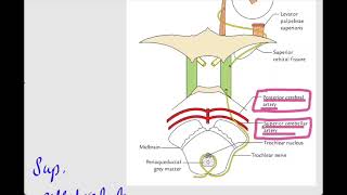 Trochlear Nerve4th cranial nerveOphthalmologyCN IV [upl. by Loftus664]