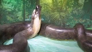 Titanoboa exhibit at Sam Noble Museum [upl. by Philis]