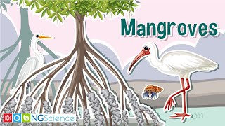 Mangroves – Guardians of the Coast [upl. by Bhatt453]