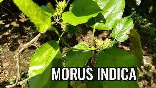 Morus indica [upl. by Jennilee722]