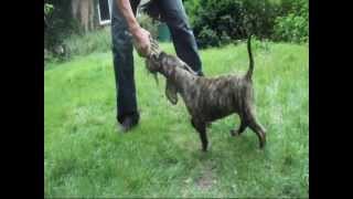 GALENIA DE LA ARENA Welpe puppies Perro de Presa Canario dogo canario zucht alano welpen züchter [upl. by Natasha]