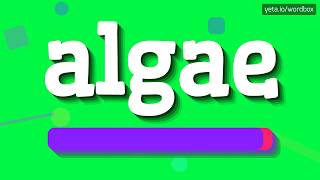 ALGAE  HOW TO PRONOUNCE IT [upl. by Hnad]