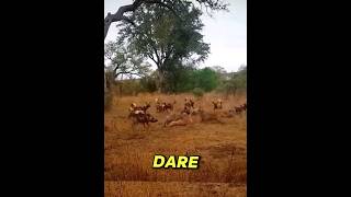 First Leopard tries to steal then wild dogs then hyenas shorts [upl. by Vitus]