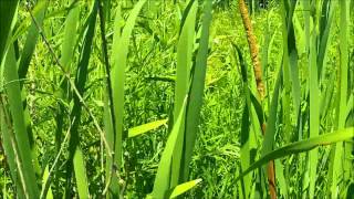 Cattail and Bulrush part 2 [upl. by Bollinger605]