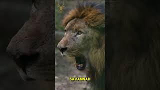 Most Powerful Sound in the Wild  wildlife lions lion short nature [upl. by Olra]