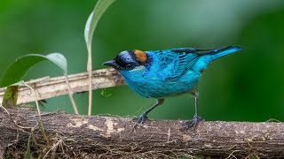 Birds of Sachatamia Lodge Mindo Ecuador Part 2 [upl. by Krause]