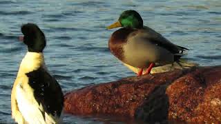 Goosander and Mallard activities and interaction on the rock and on water [upl. by Pippas]