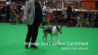 Crufts18  smooth collies  best dog [upl. by Nehtanhoj398]