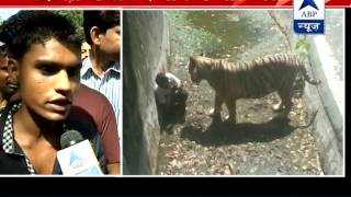 Witness narrates the whole incident of Delhi zoo says youth slipped and fell into its enclosure [upl. by Urbanna]