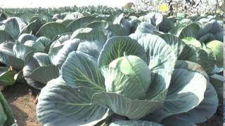 Kalash Seeds Cabbage [upl. by Nnep345]